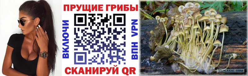Псилоцибиновые грибы Psilocybine cubensis  ОМГ ОМГ как войти  Ивантеевка 